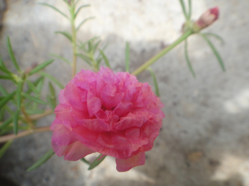 Moss rose pink